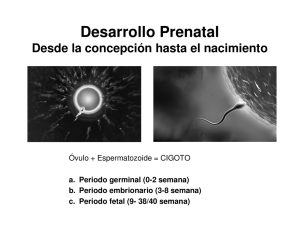 desarrollo prenatal y el recién nacido