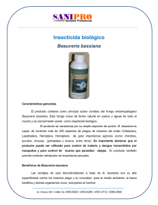Insecticida biológico Beauveria bassiana