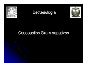 Bacteriología Cocobacilos Gram negativos