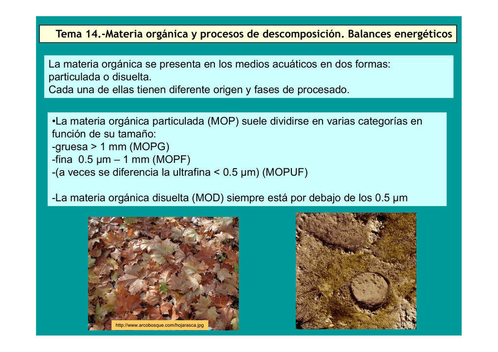 Tema 14 Materia Orgánica Y Procesos De Descomposición 1503