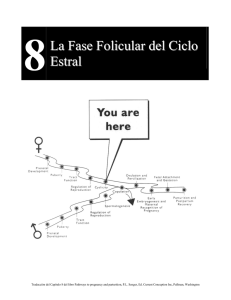 La Fase Folicular del Ciclo Estral