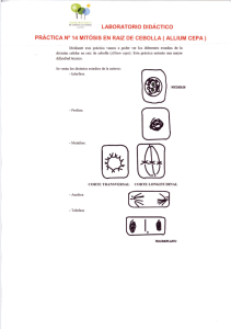 LABORATORIO DIDÁCTICO PRÁCTICA N° 14 MITÓSIS EN RAIZ