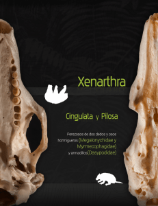 Intro_Xenarthra