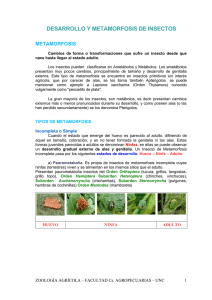 metamorfosis de insectos - Facultad de Ciencias Agropecuarias | UNC