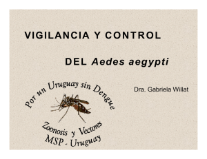 DEL Aedes aegypti