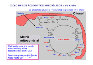 Matriz mitocondrial Citosol