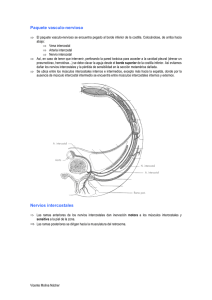 Paquete vasculo-nervioso Nervios intercostales