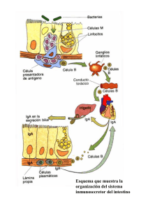 Esquema que muestra la organización del sistema inmunosecretor