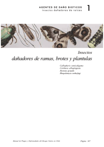 Insectos dañadores de ramas, brotes y plantulas