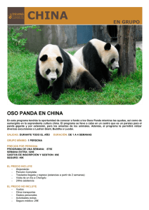 oso panda en china
