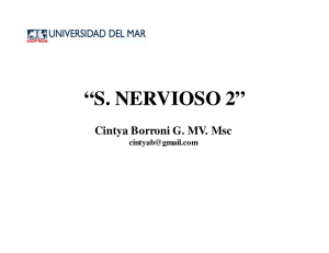 s. nervioso 2