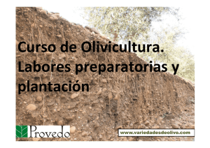 Curso de olivicultura. Preparacion y plantacion