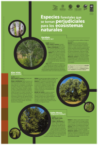 Poster: Especies forestales que se tornan