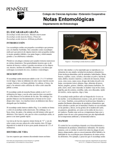 PDF En Español el Escarabajo Araña
