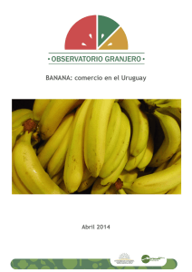 Informe banana - Mercado Modelo
