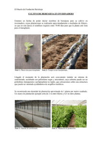 Boletín nº 45. Cultivo de berenjena en invernadero.