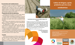 Cultivo de Orégano, opción productiva para las zonas