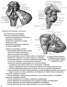 pedúnculos cerebelo - Anatomia y Embriologia