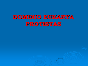 DOMINIO EUKARYA PROTISTAS