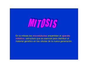 En la mitosis los microtúbulos ensamblan el aparato mitótico