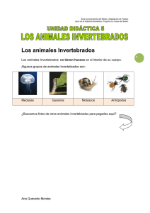 animales Invertebrados