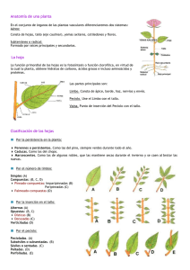 Anatomía de una planta La hoja Clasificación de las hojas