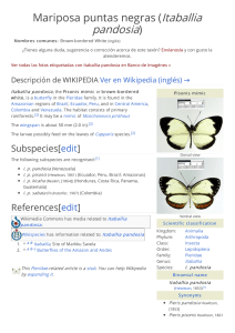 Mariposa puntas negras (Itaballia pandosia)