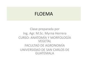 floema - Fausac