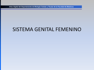 sistema genital femenino - Departamento de Biología Celular y