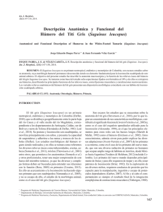 Descripción Anatómica y Funcional del Húmero del Tití Gris