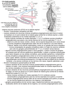 abrir pdf - Anatomia y Embriologia