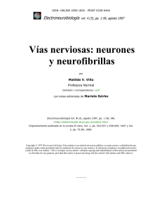 Vías nerviosas: neurones y neurofibrillas