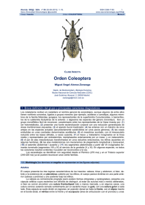 Orden Coleoptera - Sociedad Entomológica Aragonesa