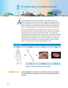 El sistema óseo y el sistema muscular