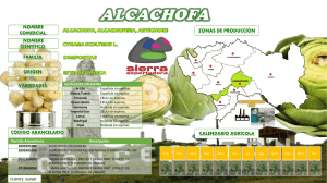 Alcachofa - Sierra Exportadora