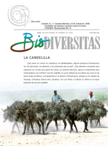 la candelilla - Biodiversidad Mexicana