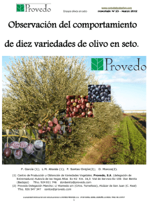 Ensayo de distintas variedades de olivo en seto