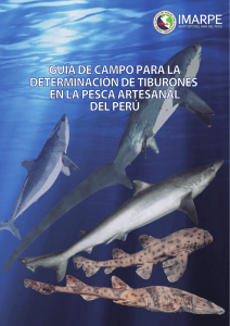 Guía de campo para la determinación de tiburones en la pesca