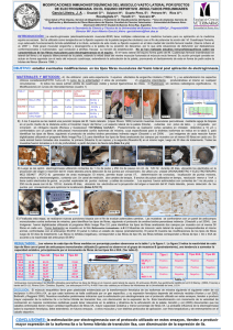 OBJETIVO: estudiar eventuales modificaciones en los tipos fibras
