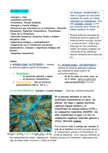 anabolismo-fotosintesis