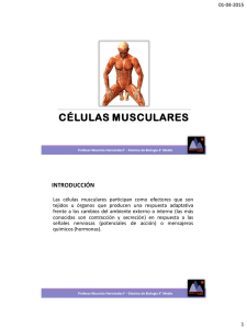 Células musculares - Colegio Monte de Asís