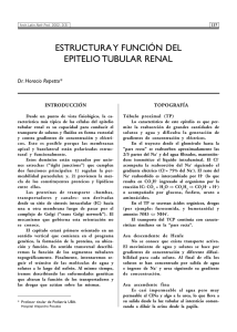 estructura y función del epitelio tubular renal