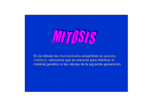 En la mitosis los microtúbulos ensamblan el aparato mitótico