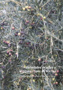 Variedades de olivo y aceituna. Tipos de aceites
