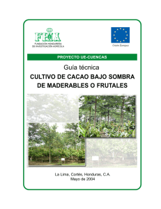 cultivo de cacao bajo sombra de maderables o frutales