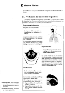 `sonido articulado: sonido pronunciado con los órganos de la voz