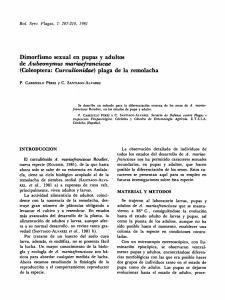 Dimorfismo sexual en pupas y adultos de Aubeonymus