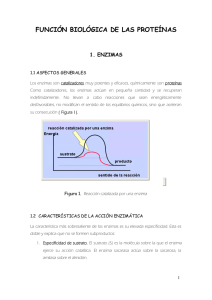 FUNCIÓN BIOLÓGICA DE LAS PROTEÍNAS