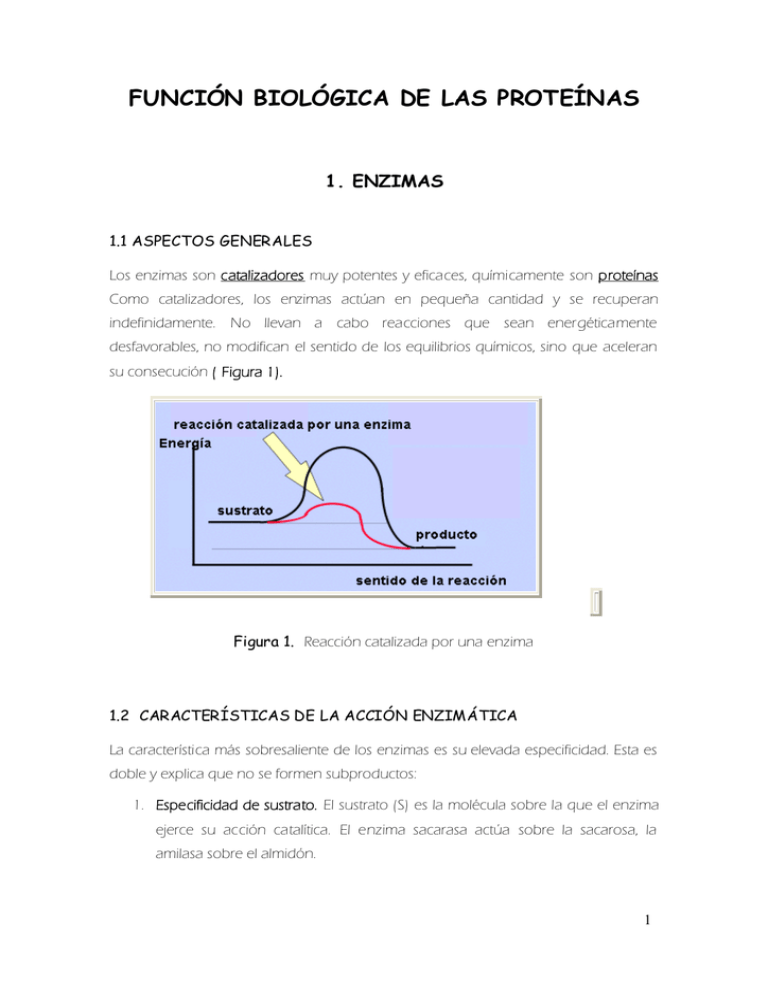 FunciÓn BiolÓgica De Las ProteÍnas 9380