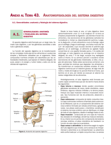 Anexo anatomofisiologia del sistema digestivo
